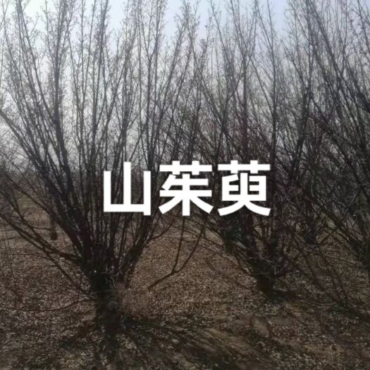 绛县 山茱萸树苗，丛生大规格山茱萸供应商