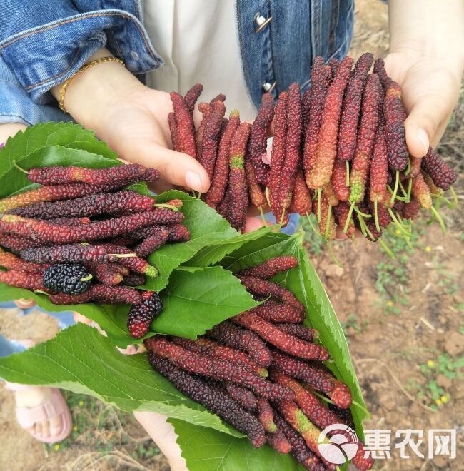 长果桑苗 长果桑树苗，水果桑葚，当年种植当年结果，含糖量20以上。