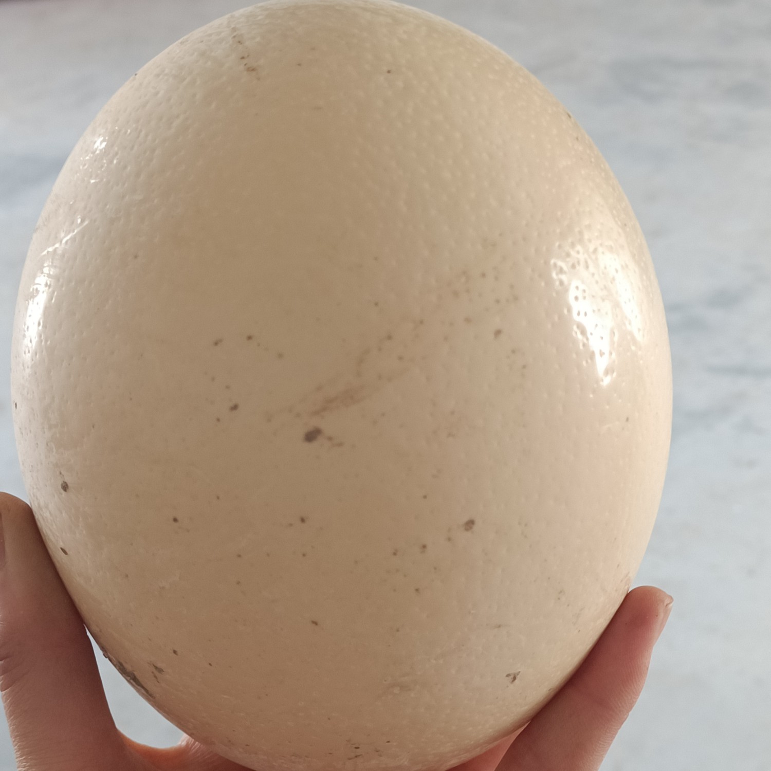 [鸵鸟蛋批发]非洲鸵鸟蛋,鸵鸟种蛋,一枚三斤多,营养价值高,价格120元