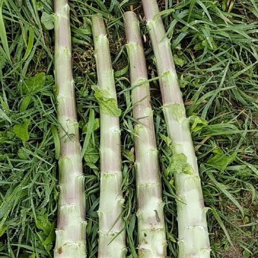 江永县红叶莴笋杆，价格优惠，品质其佳，面积60亩。欢迎前来采购！