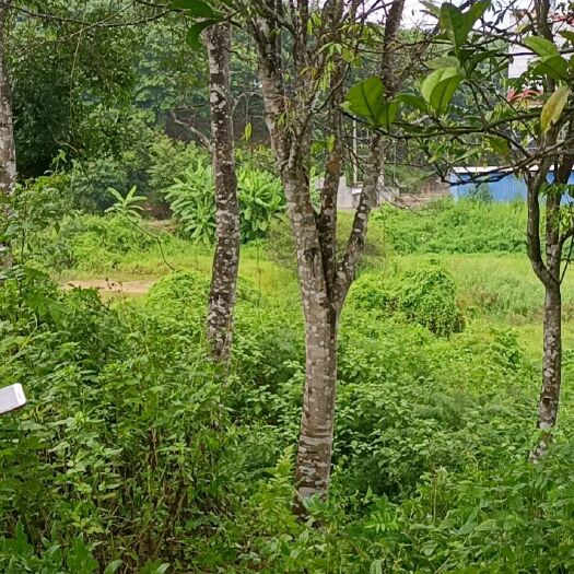 沉香大树