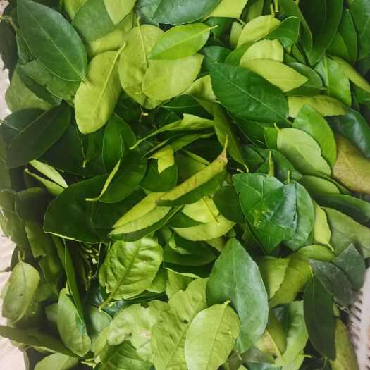 昆明 柠檬叶