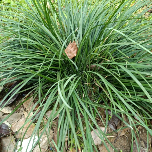 大竹县麦冬草 麦冬苗