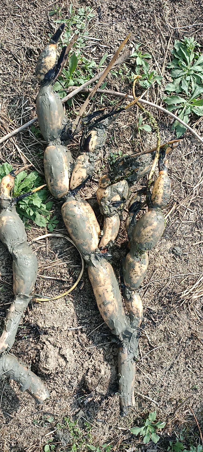 3735藕苗 人工藕苗