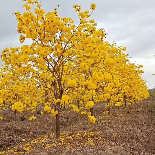 连山县 多花黄花风铃木