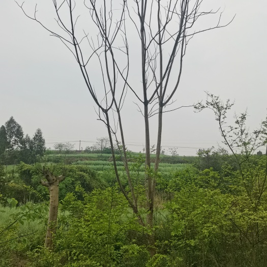重庆市 朴树