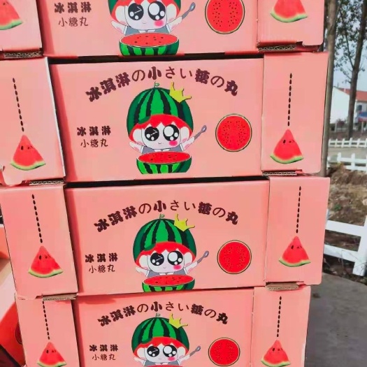 潍坊全美2k西瓜 2K西瓜小糖丸西瓜牛奶爆瓜大量上市产地直发