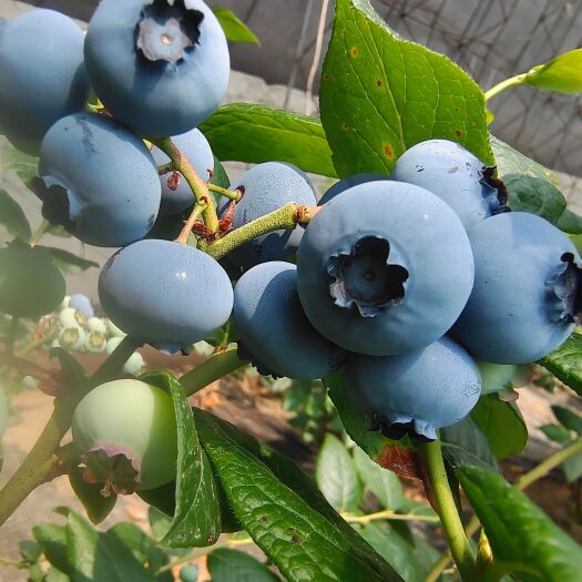 庄河市 直销蓝莓