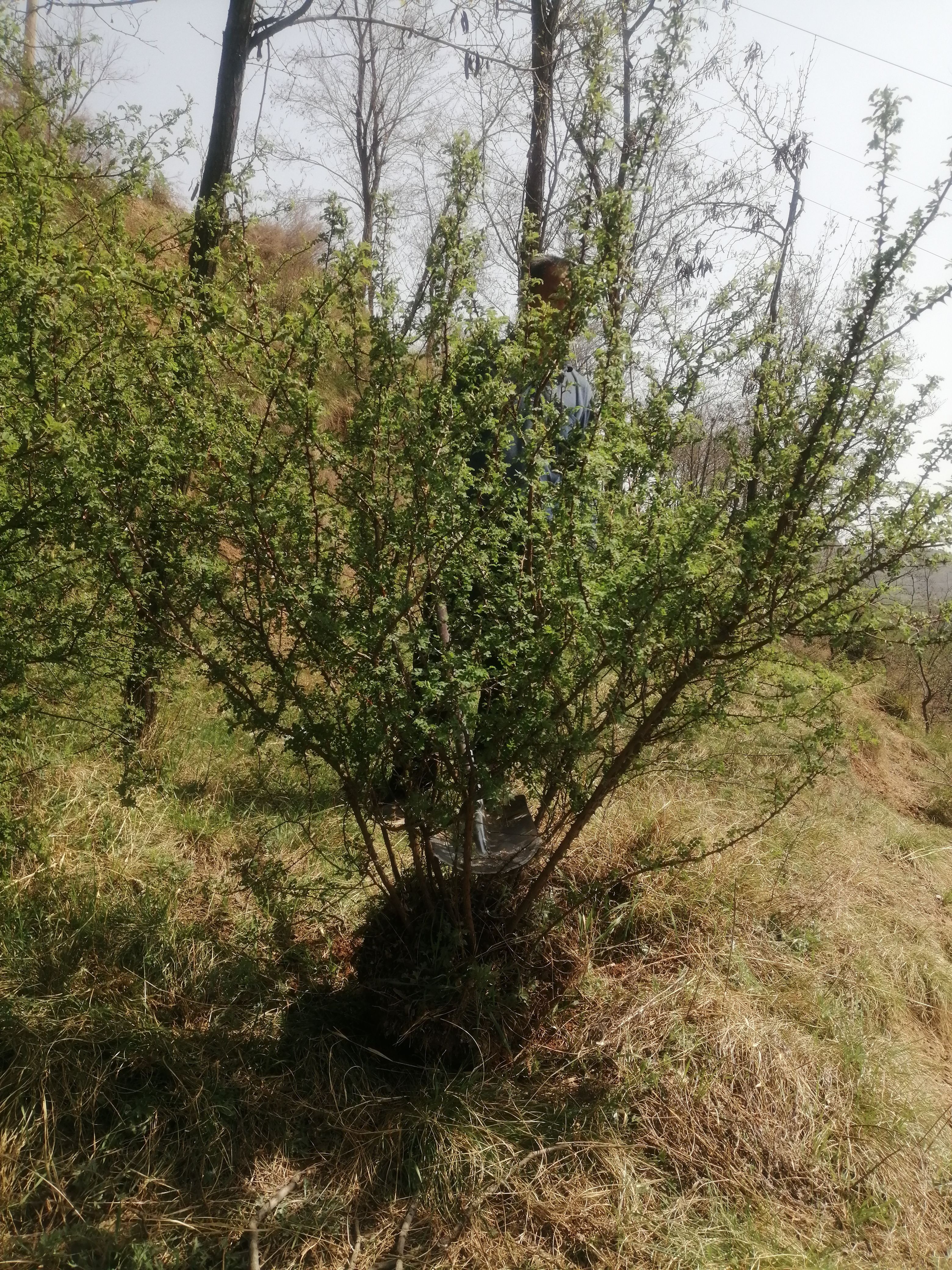 黄刺玫，2m米高黄刺梅球，160m以上的冠幅，山西产地直销