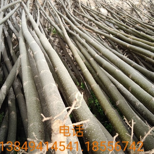 西华县毛白三三泡桐树