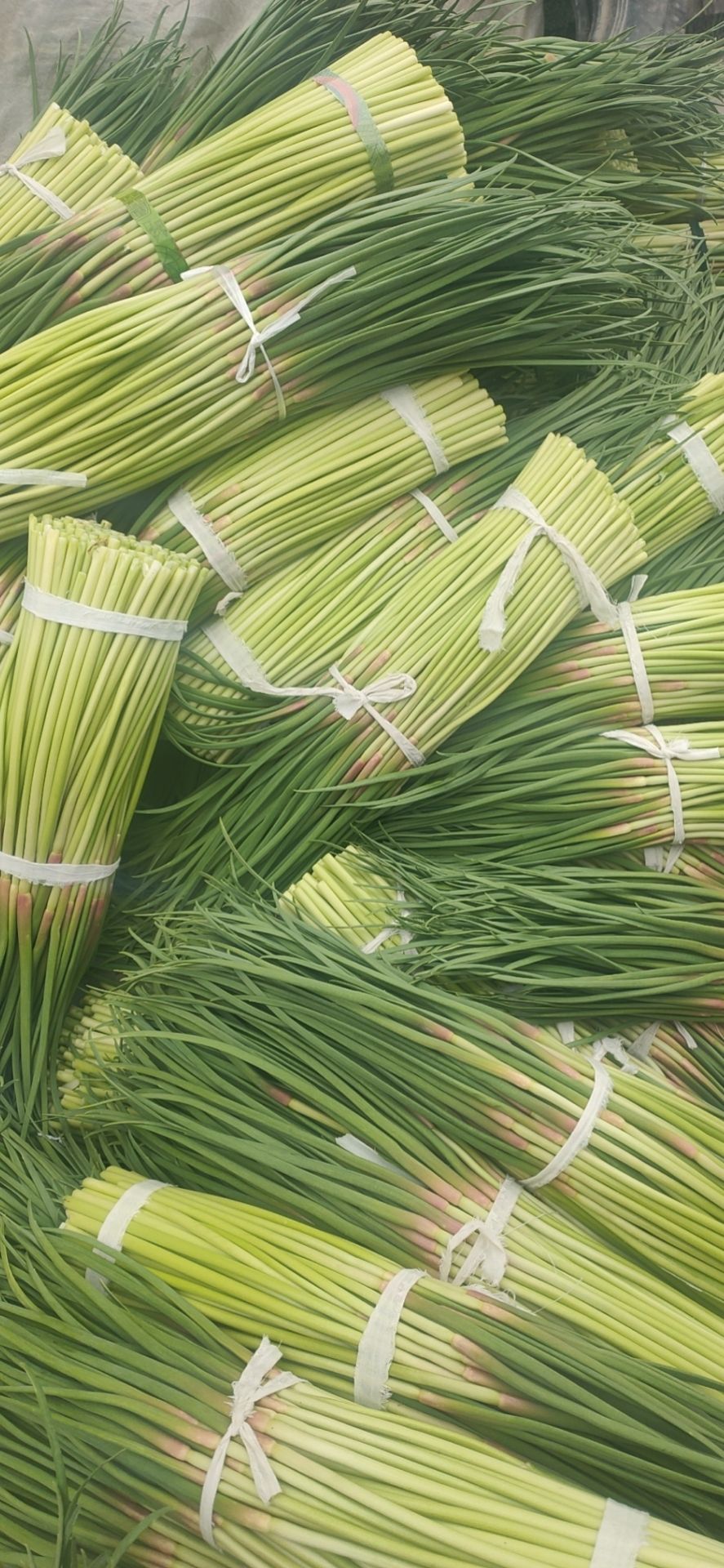 红帽蒜薹大量上市，质量保证，欢迎来电咨询，可以打冷，可以库