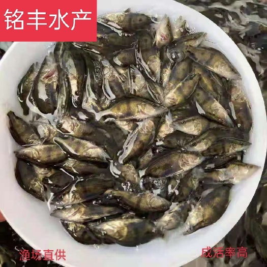 清远正宗桂花鱼苗淡水桂鱼苗鳜鱼苗养殖路亚鱼苗贵鱼肉食性季花鱼贵