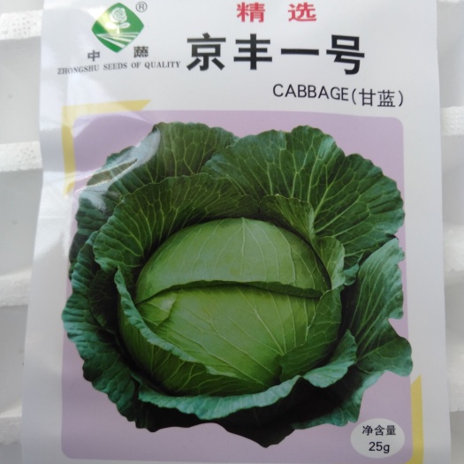 通海县包菜苗   扁包甘蓝苗，圆包甘蓝，传供基地，苗场直供，
