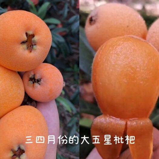 德昌县大五星枇杷