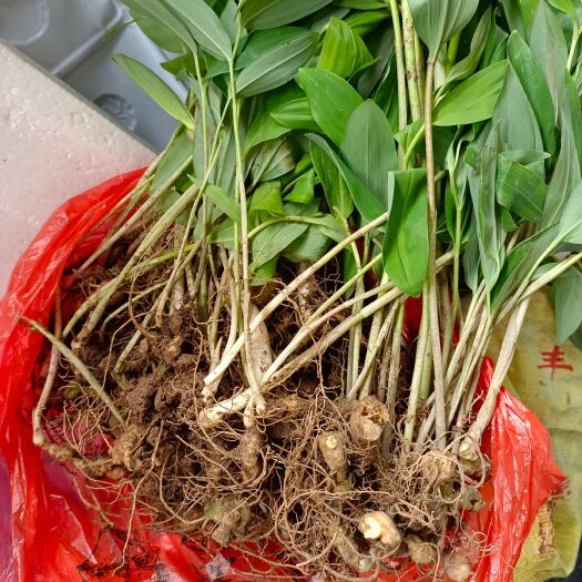 阳新县黄精种苗  黄精苗