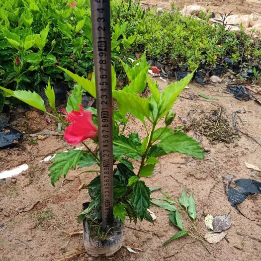 博罗县朱槿 大红花