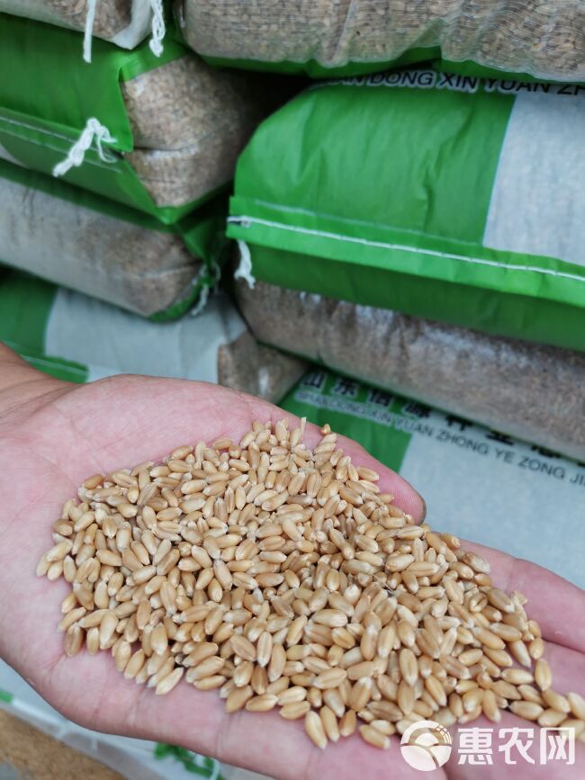 国审冀麦418小麦种子矮秆大穗产量高抗冻耐旱耐盐碱山东直批