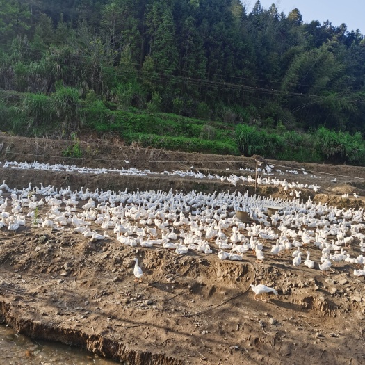 建瓯市 岀售三花鹅