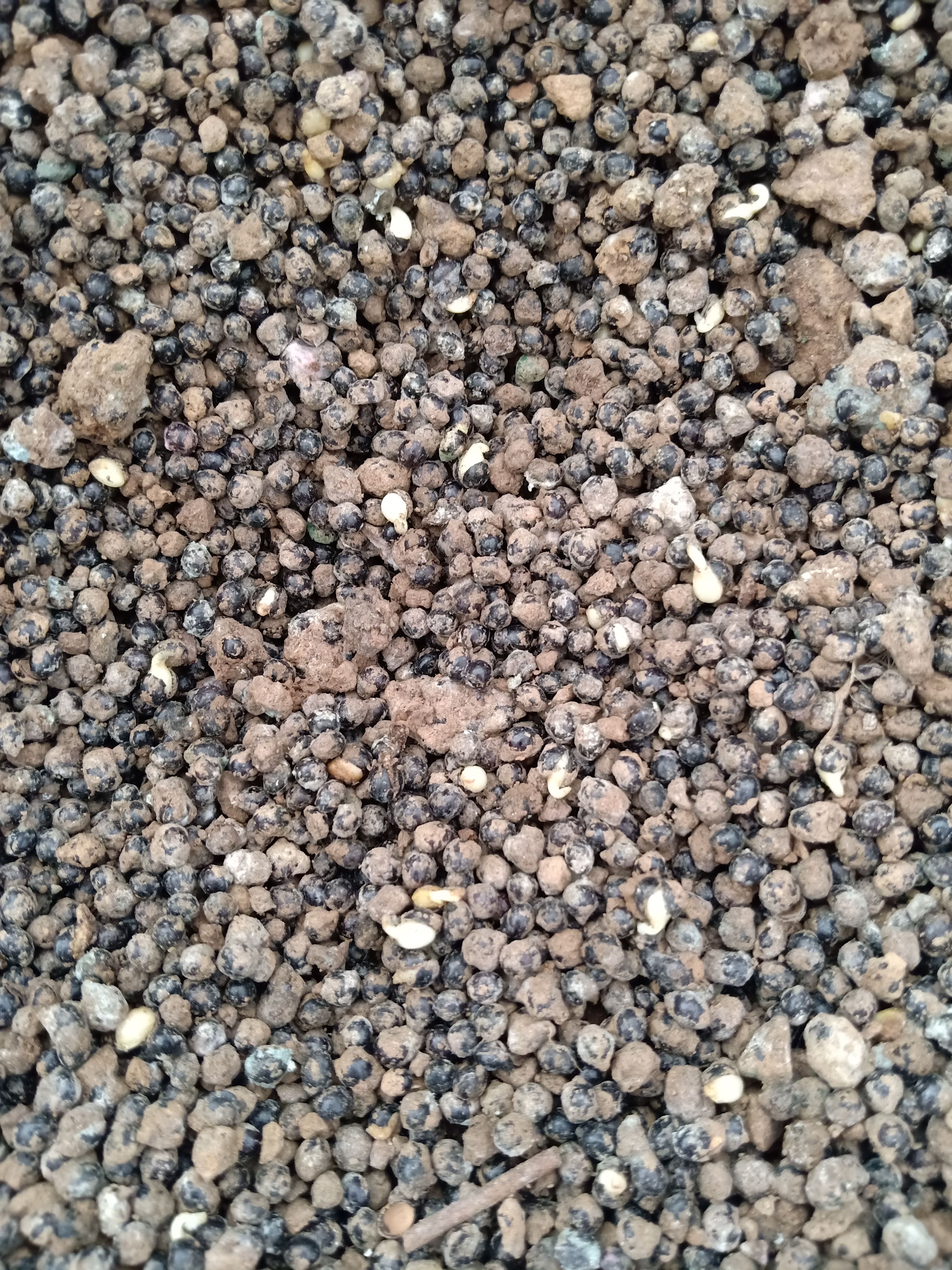 泰安花椒种子 发芽的花椒种子 大红袍花椒种子 保证出芽率