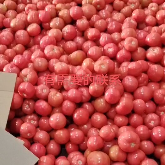 开封硬粉西红柿 减价了！西红柿各种规格都有需要的联系！！