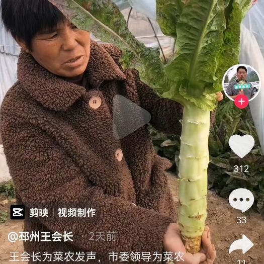 邳州市莴笋 优质大棚莴苣，自种150万斤产量。