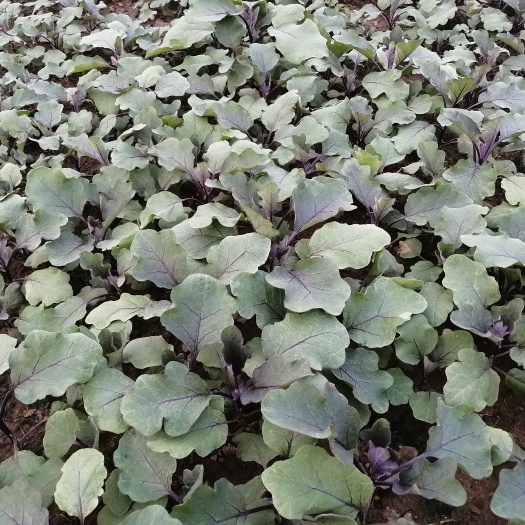 南昌 茄子苗。