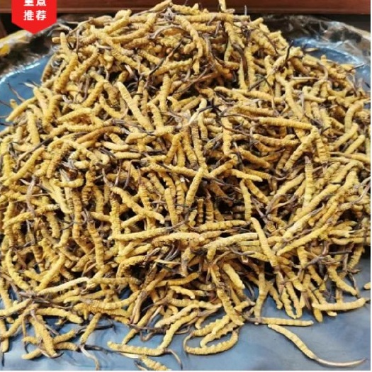 杭州 虫草  冬虫夏草