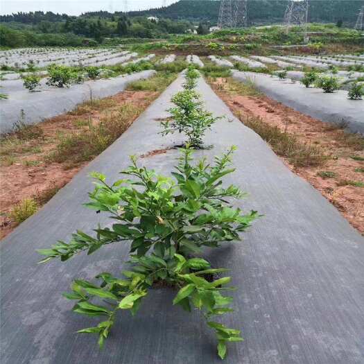 泰安除草布 防草布 地布 地钉 厂家直销
