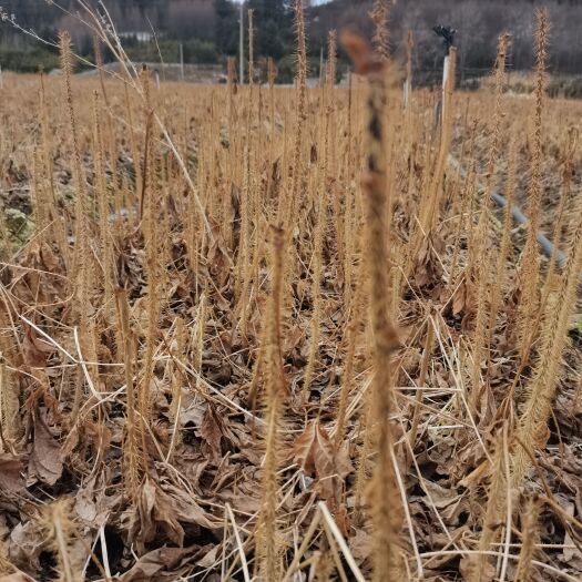 长梗刺五加苗，药食两用，苗圃地直接发货，货好价不贵