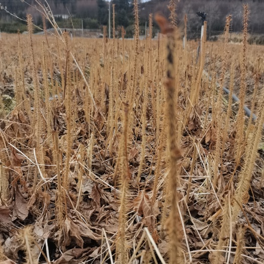 桓仁县长梗刺五加苗，药食两用，苗圃地直接发货，货好价不贵