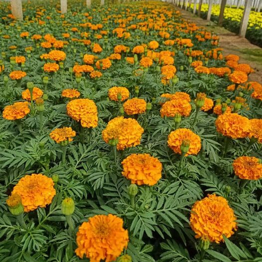 青州市万寿菊，租摆绿化，园林绿化，道路租摆绿化，花坛绿化