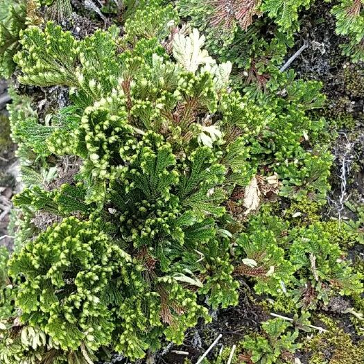 桂平市卷柏 广西桂平白石山九死还魂草