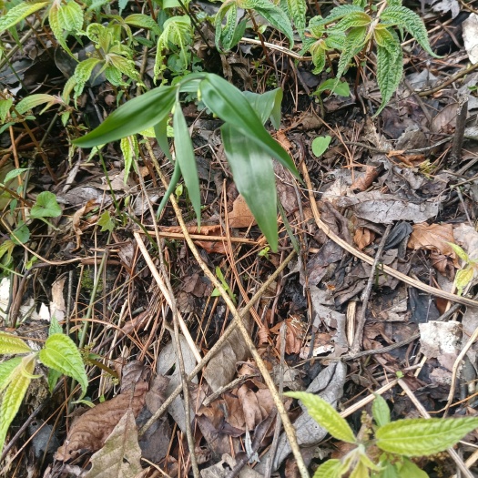 纳雍县姜形黄精 多种药材出售，正品