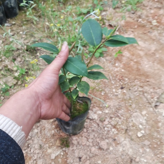 香妃茶花盆栽福建龙岩基地直销