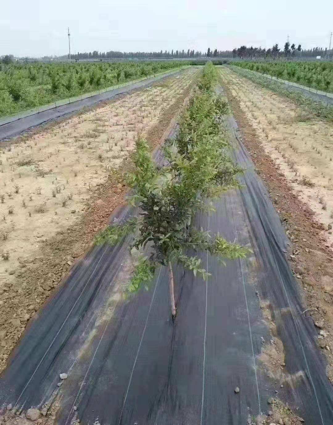 除草布 防草布 地布 地钉 厂家直销