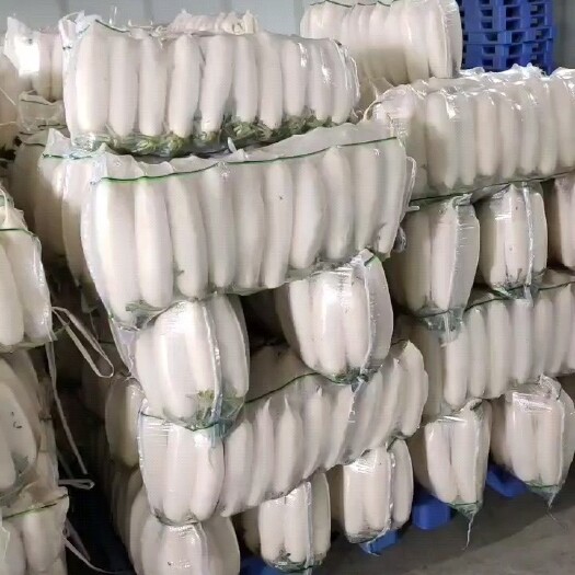 天门市 精品白萝卜，基地直供