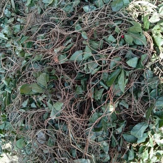 光山县矮地茶 大别山特产批发零售