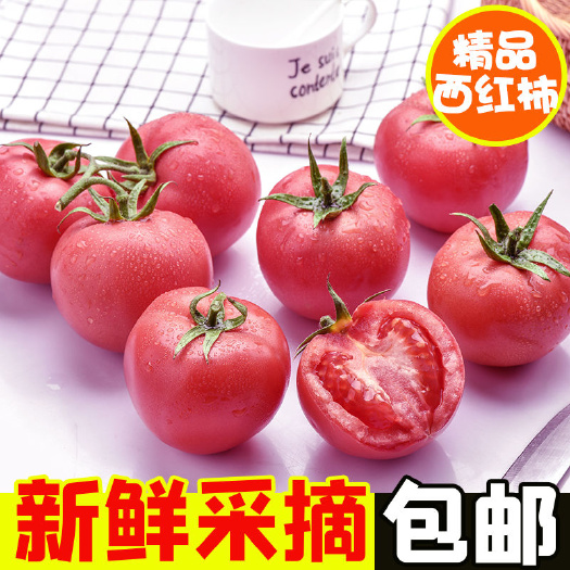 临朐县西红柿自然成熟新鲜沙瓤大番茄新鲜生
