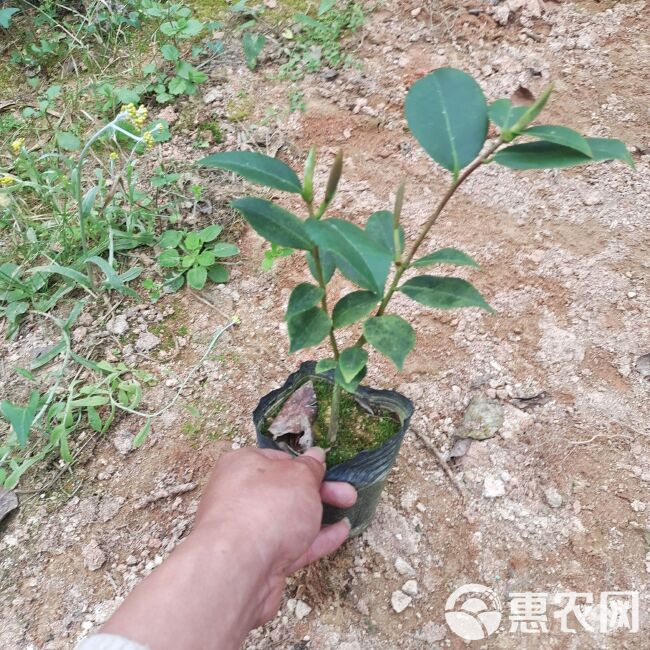 香妃茶花盆栽福建龙岩基地直销