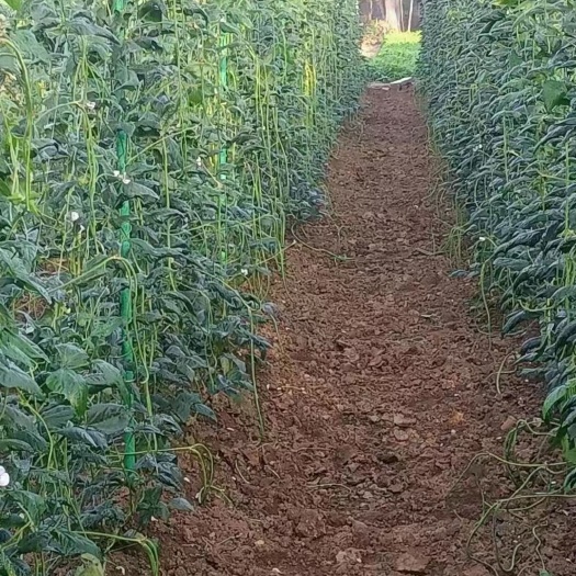 东莞市爬藤架山药搭秧架豆角架育苗攀爬架可取代传统的竹竿木桩