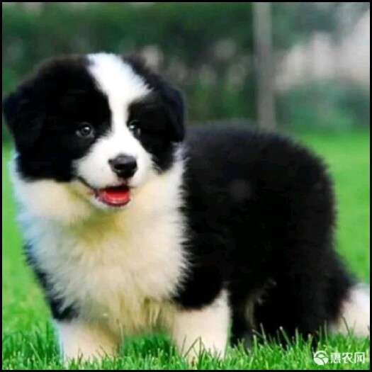长沙狗 各种名犬名狗