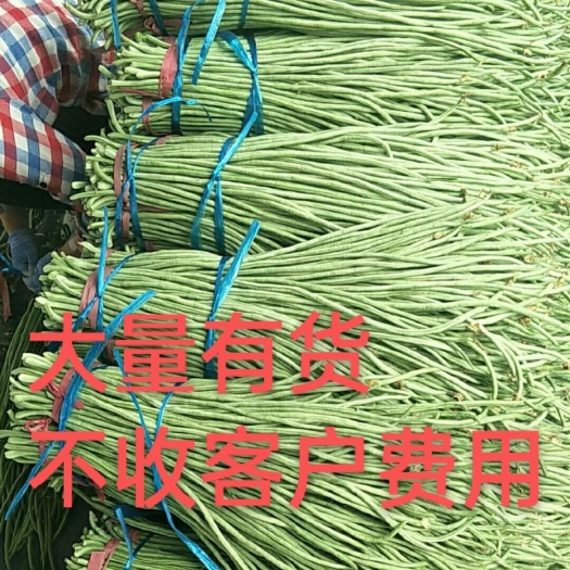 莘县长豇豆  大量供应优质长豆角大量供应优质长豆角