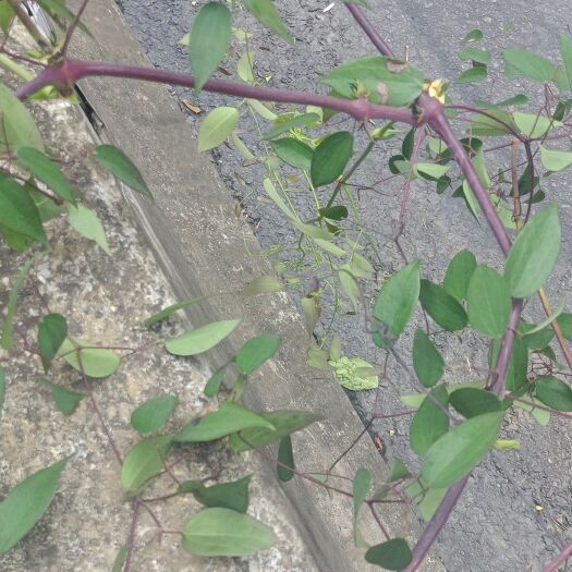 望谟县铁线莲 铁钱莲