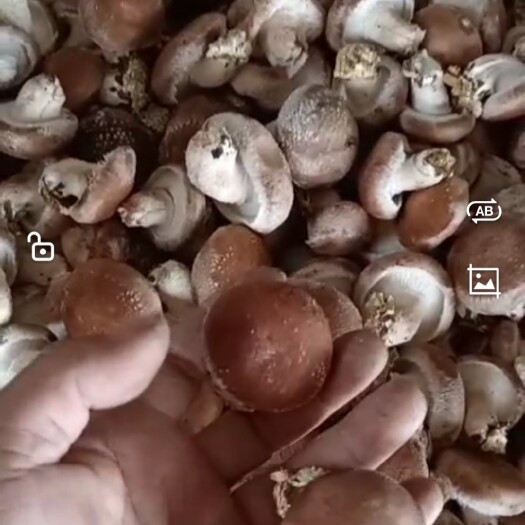 香菇808 鲜香菇 3-5公分 电商货源稳定供应