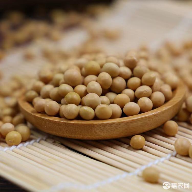 黄大豆 崇信特产 天然黄豆 健康营养 精心培育 手工挑选 颗粒饱满