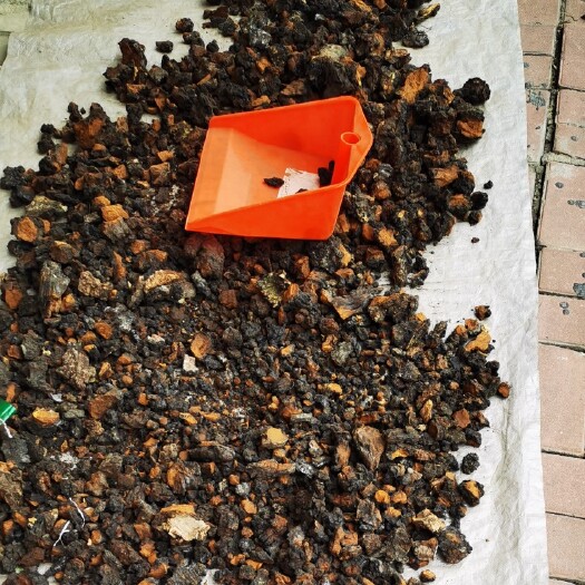 波密县 桦树茸