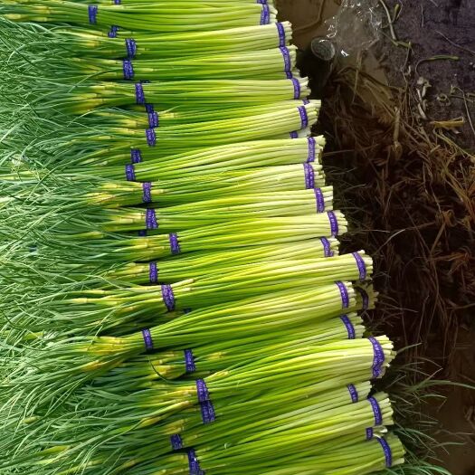 邳州市白帽蒜薹 蒜苔大量上市   欢迎来电垂询