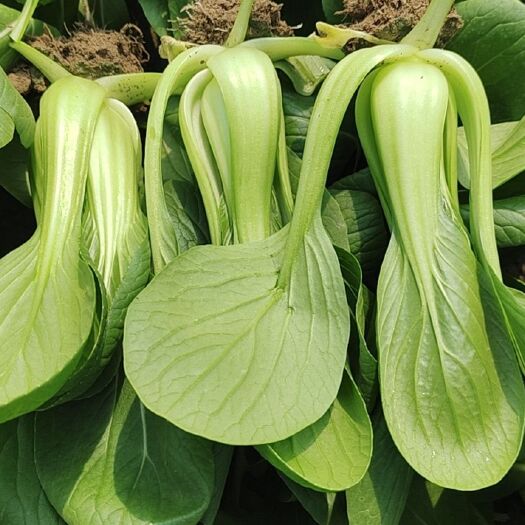 曹县需要小油菜  上海青  快菜 小白菜 油麦菜 等叶菜类请联系