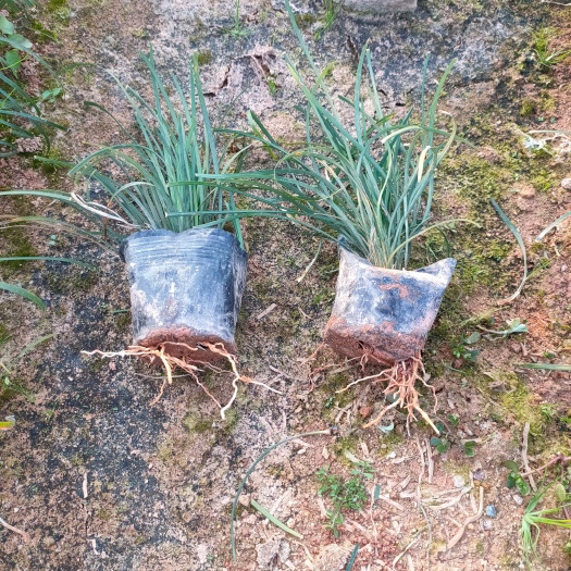 麦冬草 沿阶草