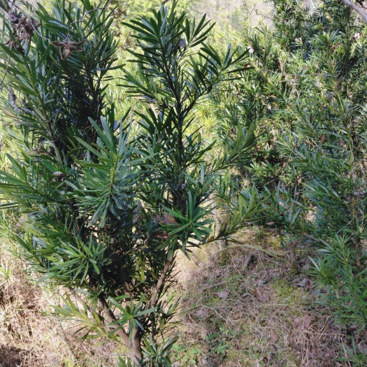 修水县雀舌罗汉松 5年左右的罗汉松出售，未造型
